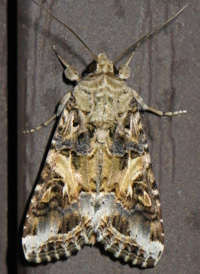Yellow-striped Armyworm Yellow-striped Armyworm